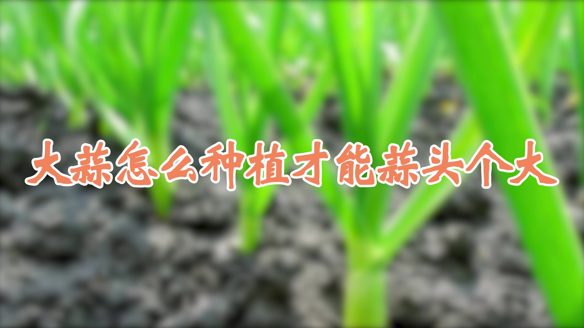大蒜怎么種植才能蒜頭個大