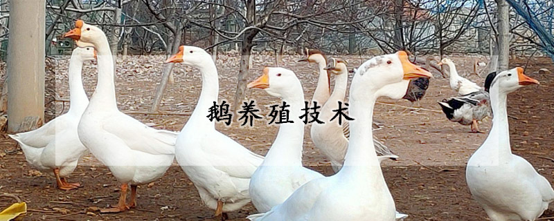 鵝養(yǎng)殖技術(shù)