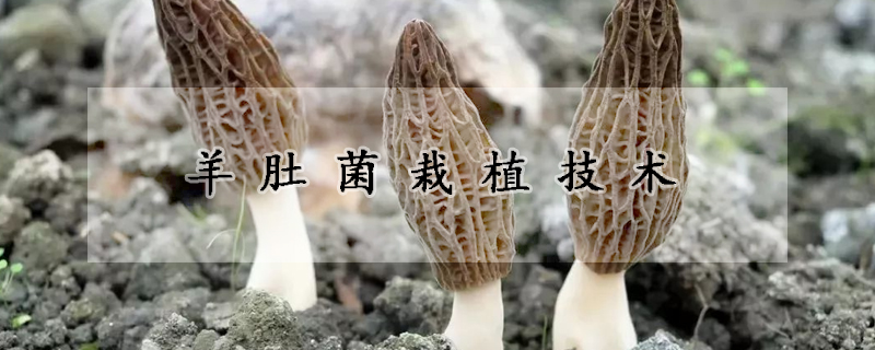 羊肚菌栽植技術