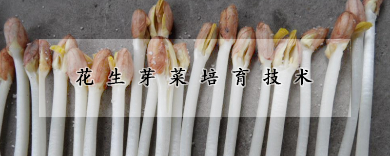 花生芽菜培育技術(shù)