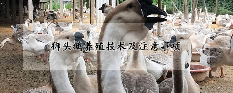 獅頭鵝養(yǎng)殖技術(shù)及注意事項(xiàng)