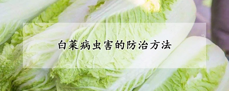 白菜病蟲(chóng)害的防治方法