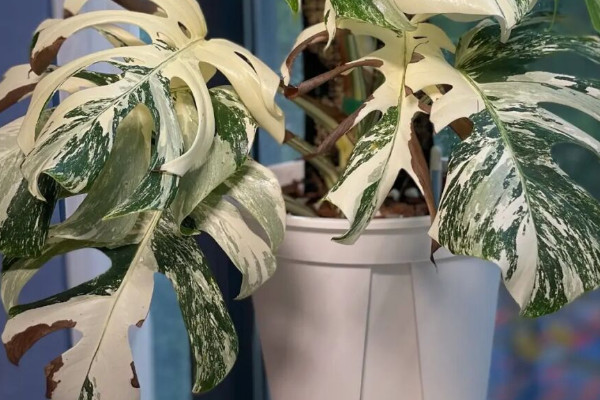 白錦龜背竹怎么培育出來(lái)的 白錦龜背竹怎么形成的