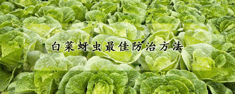 白菜蚜蟲(chóng)最佳防治方法