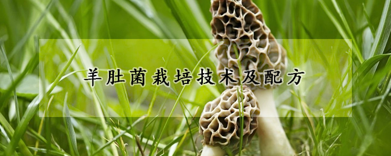 羊肚菌栽培技術(shù)及配方