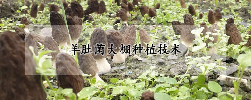 羊肚菌大棚種植技術(shù)