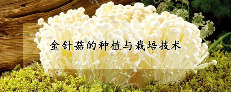 金針菇的種植與栽培技術