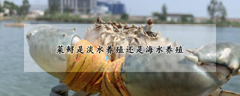 菜鱘是淡水養(yǎng)殖還是海水養(yǎng)殖