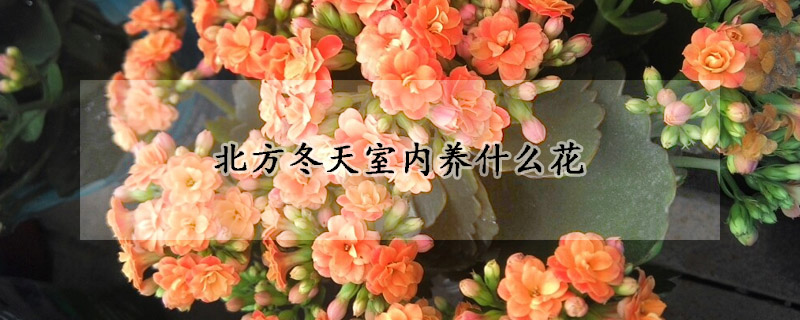 北方冬天室內養什么花