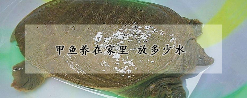 甲魚養(yǎng)在家里 放多少水