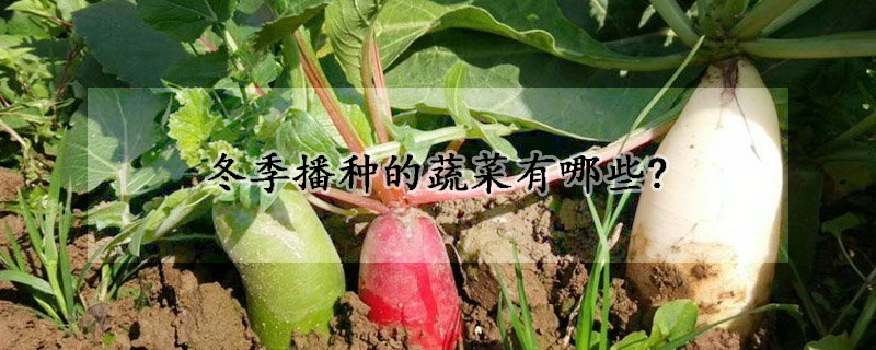 冬季播種的蔬菜有哪些?