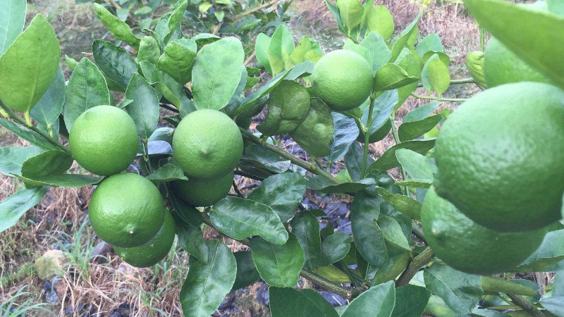 檸檬樹(shù)一年開(kāi)幾次花結(jié)幾次果