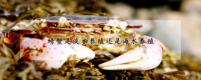 螃蟹是淡水養(yǎng)殖還是海水養(yǎng)殖