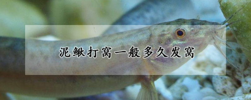 泥鰍打窩一般多久發(fā)窩