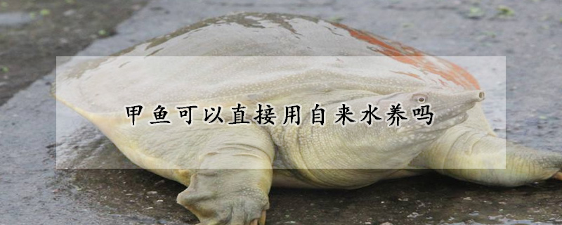 甲魚可以直接用自來水養(yǎng)嗎