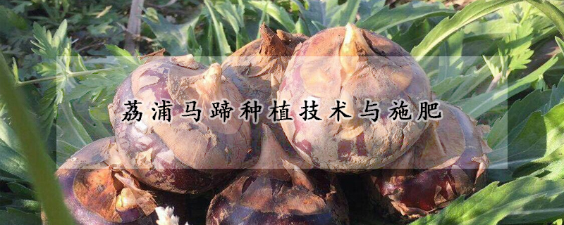 荔浦馬蹄種植技術與施肥