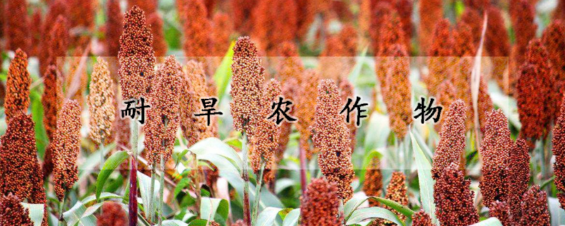 耐旱農(nóng)作物
