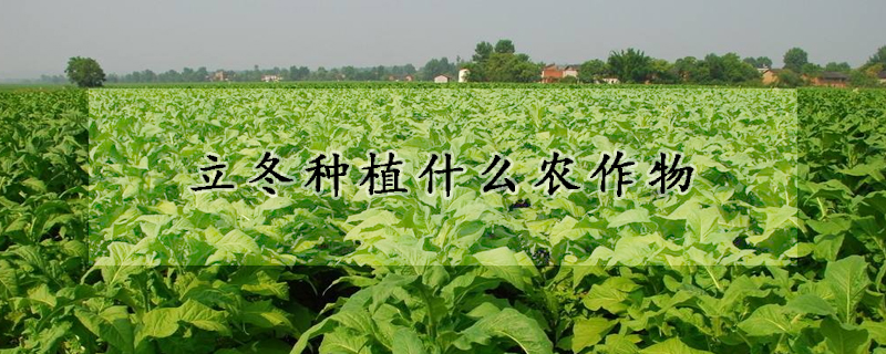 立冬種植什么農(nóng)作物
