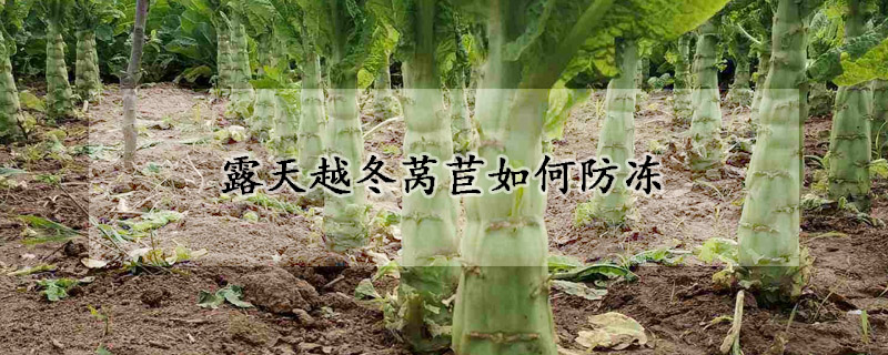 露天越冬萵苣如何防凍