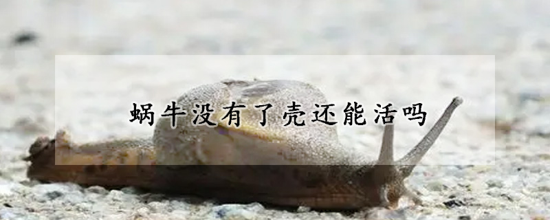 蝸牛沒有了殼還能活嗎