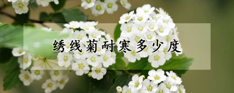 繡線菊耐寒多少度