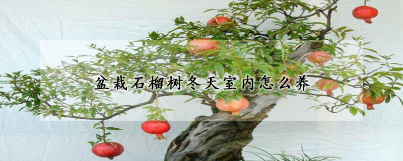 盆栽石榴樹冬天室內怎么養