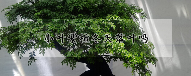 小葉紫檀冬天落葉嗎
