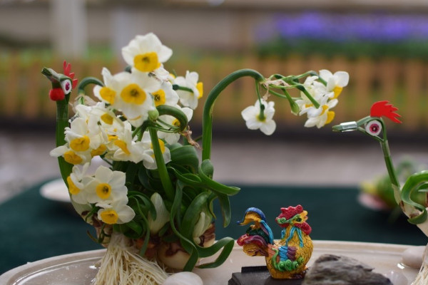 春節(jié)期間什么花開得最好 春節(jié)什么花開得最旺