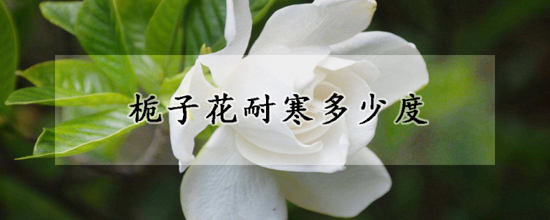 梔子花耐寒多少度