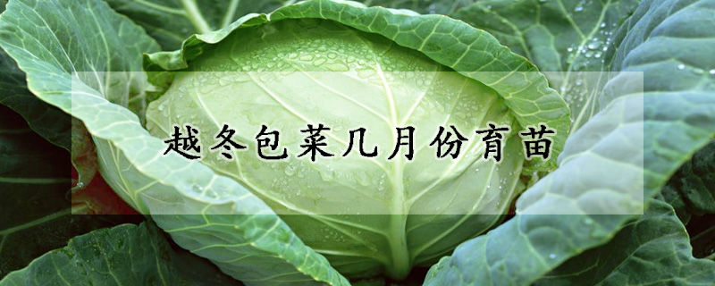越冬包菜幾月份育苗