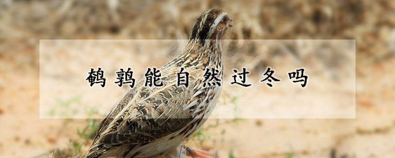 鵪鶉能自然過冬嗎