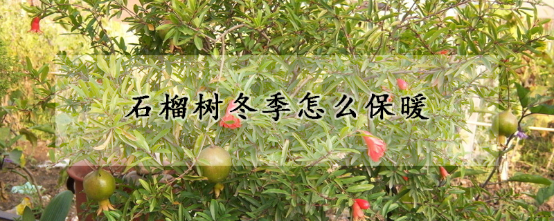 石榴樹冬季怎么保暖