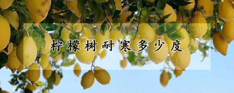 檸檬樹(shù)耐寒多少度