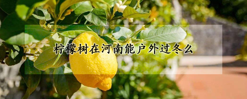 檸檬樹(shù)在河南能戶外過(guò)冬么