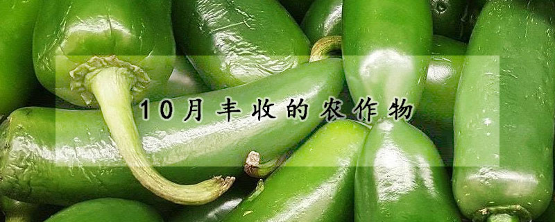 10月豐收的農(nóng)作物