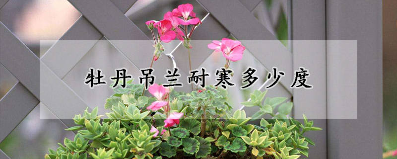 牡丹吊蘭耐寒多少度