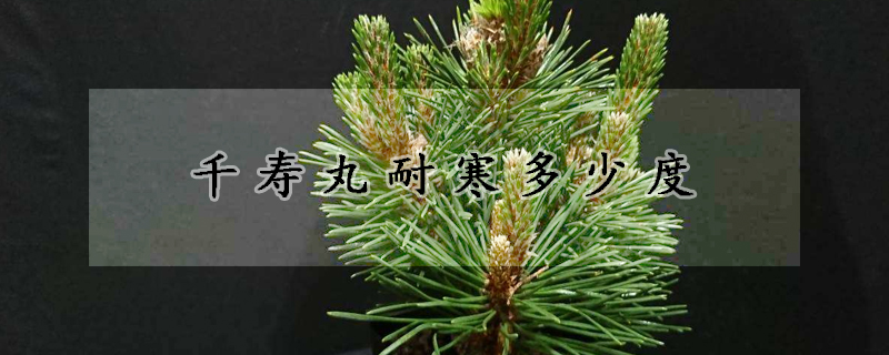 千壽丸耐寒多少度