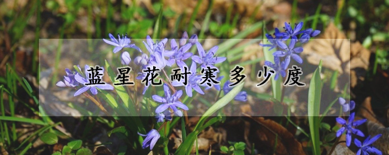 藍星花耐寒多少度