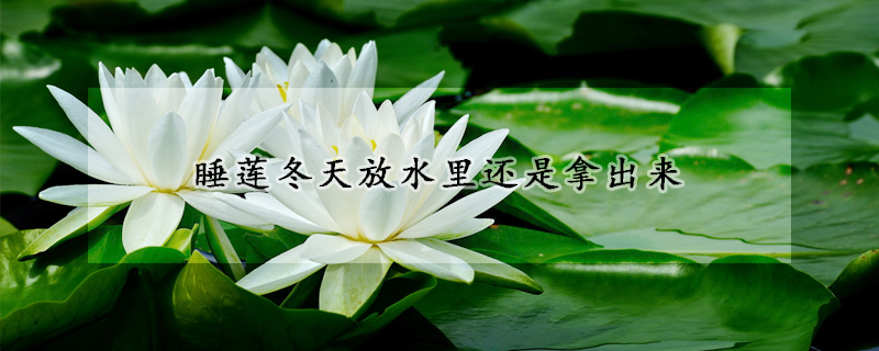 睡蓮冬天放水里還是拿出來