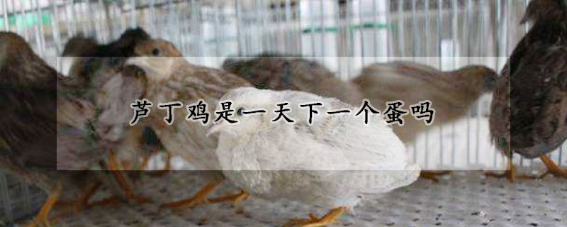 蘆丁雞是一天下一個蛋嗎