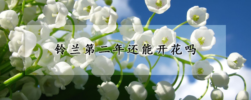 鈴蘭第二年還能開花嗎
