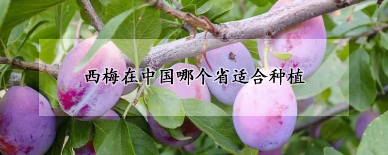 西梅在中國哪個(gè)省適合種植