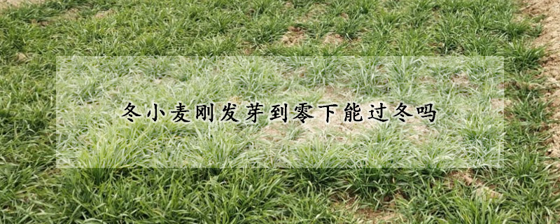 冬小麥剛發(fā)芽到零下能過冬嗎