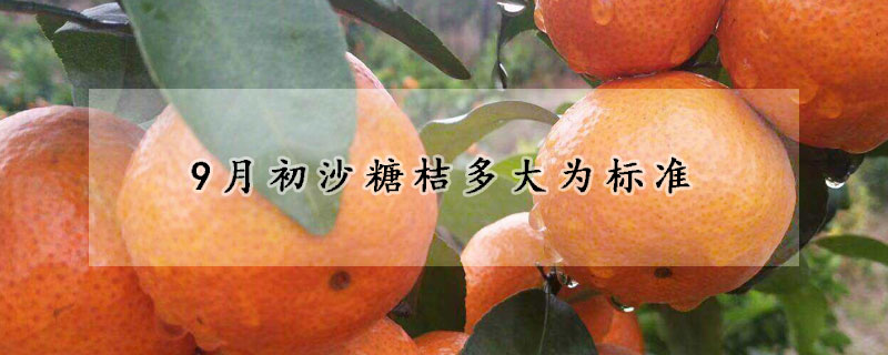 9月初沙糖桔多大為標準