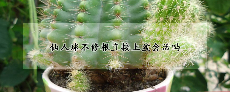 仙人球不修根直接上盆會活嗎