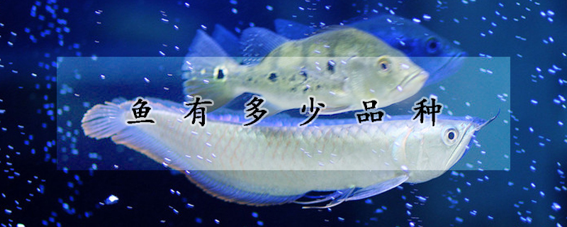 魚(yú)有多少品種