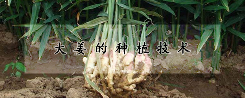 大姜的種植技術(shù)
