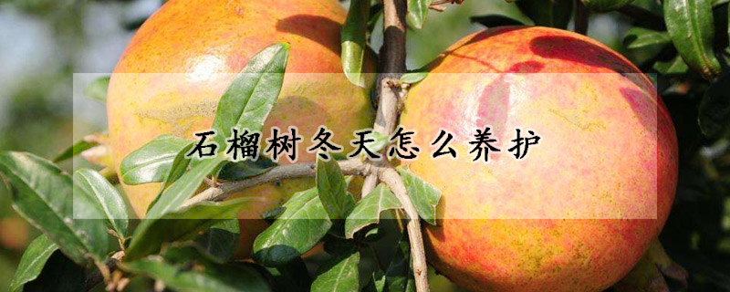 石榴樹冬天怎么養護