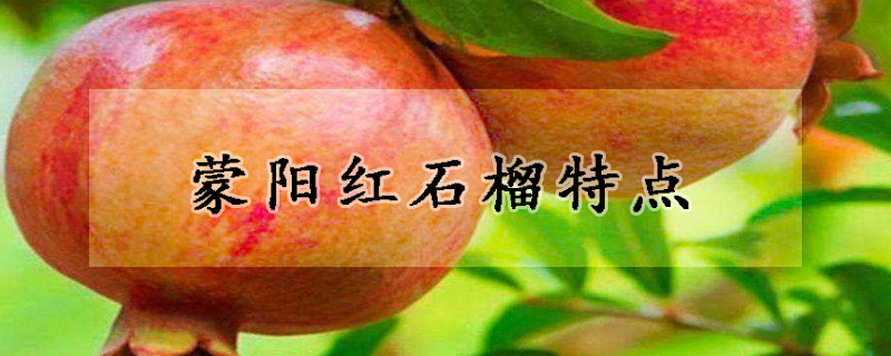 蒙陽紅石榴特點