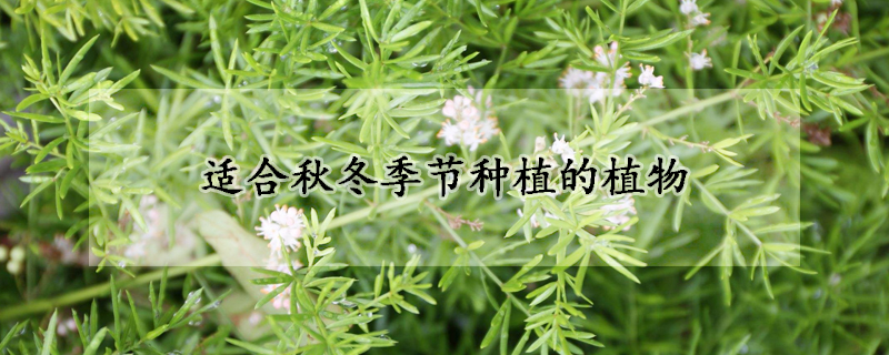 適合秋冬季節(jié)種植的植物